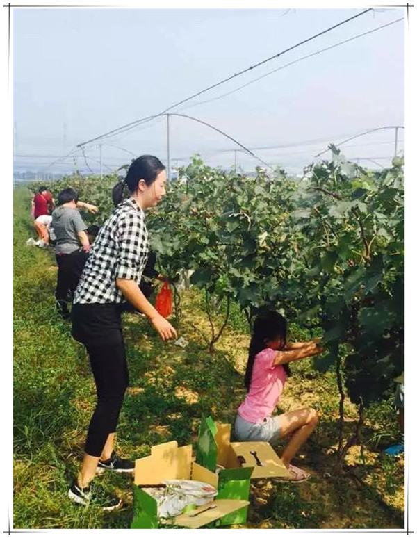 易視界周末親子葡萄采摘節(jié)活動(dòng)